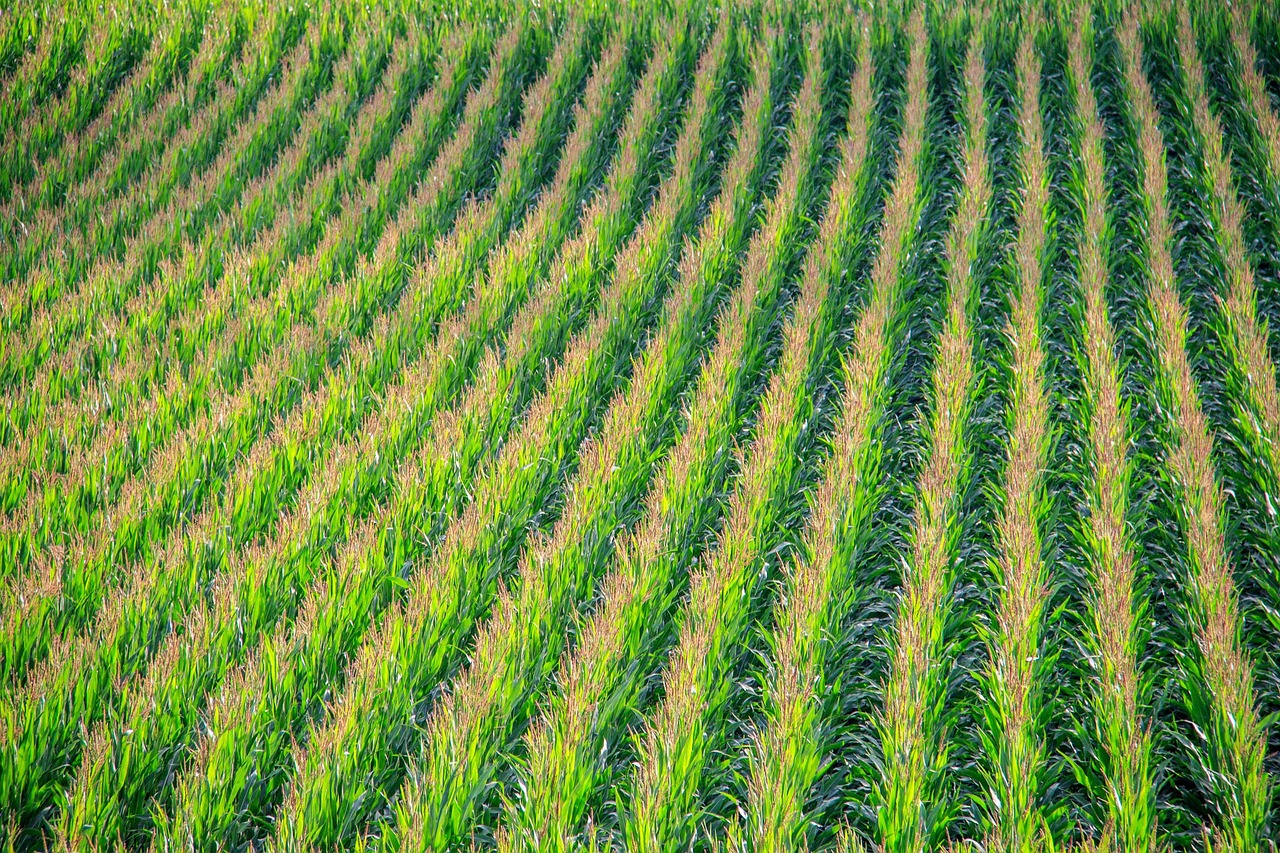 drone spraying over crops