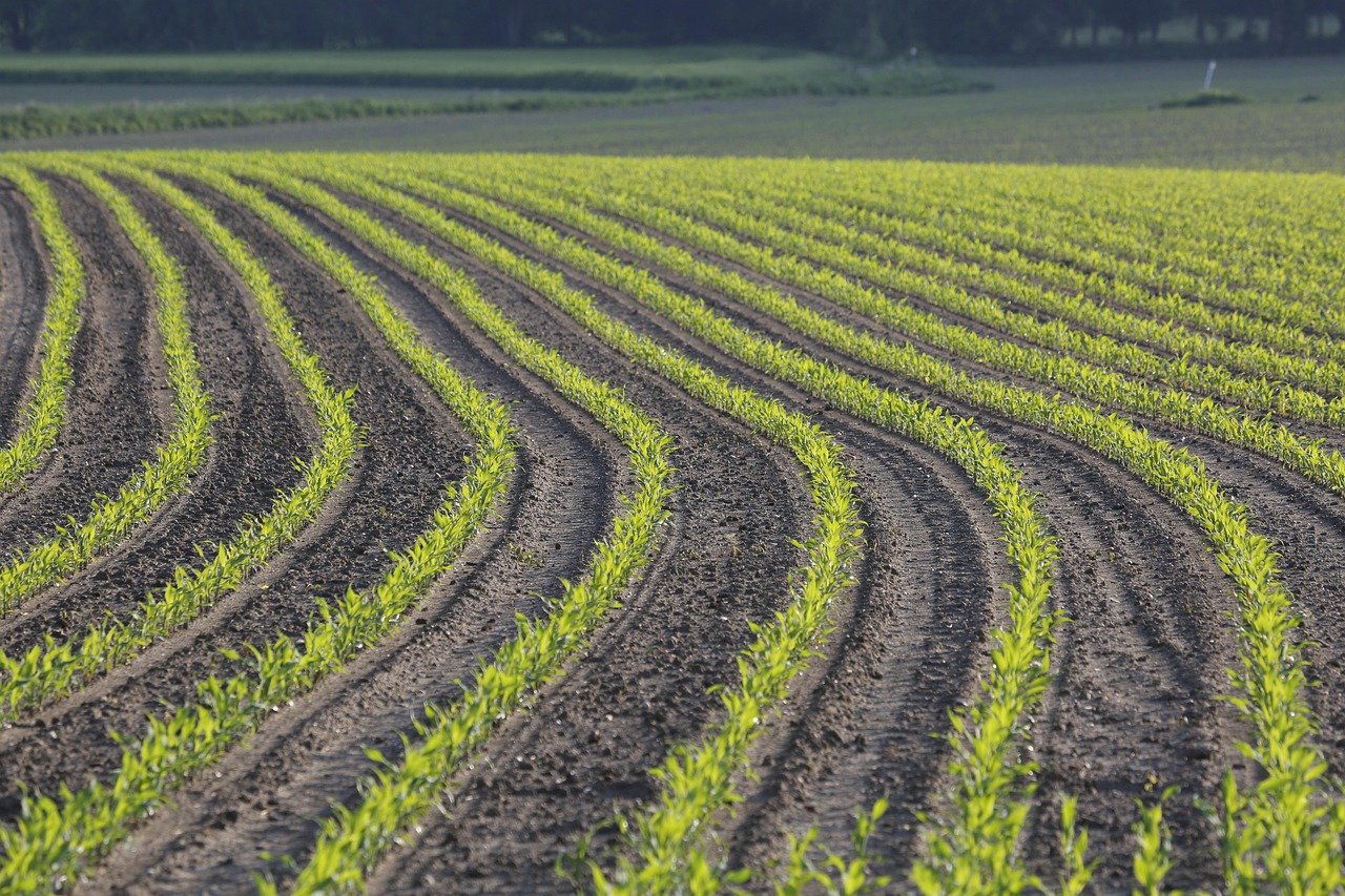 drone seeding cover crops